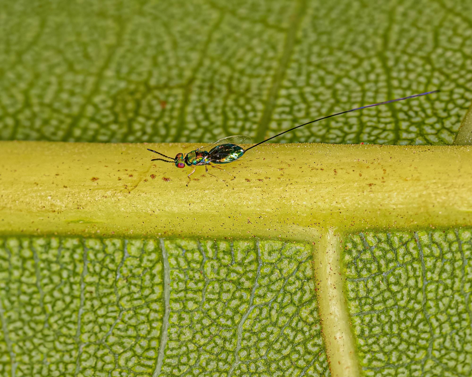 Tiny fig wasp on a leaf