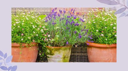 terracotta garden pots with plants including lavender to support a guide on how to prune lavender 