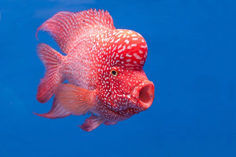 Cichlid fish with a nuchal hump on its head