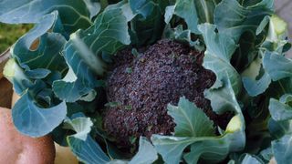 how to grow winter brassicas: Purple sprouting variety Early Rudolph