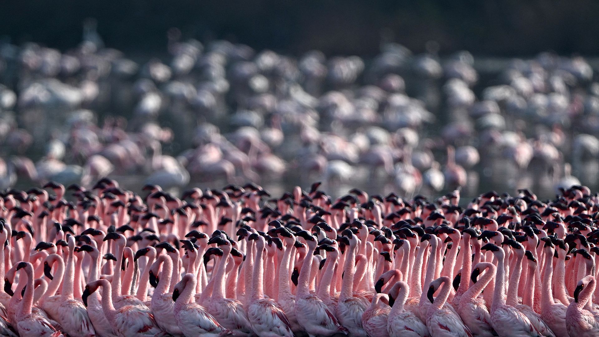 
                                A flock of lesser flamingos congregate on a lake in Navi Mumbai, India
                            