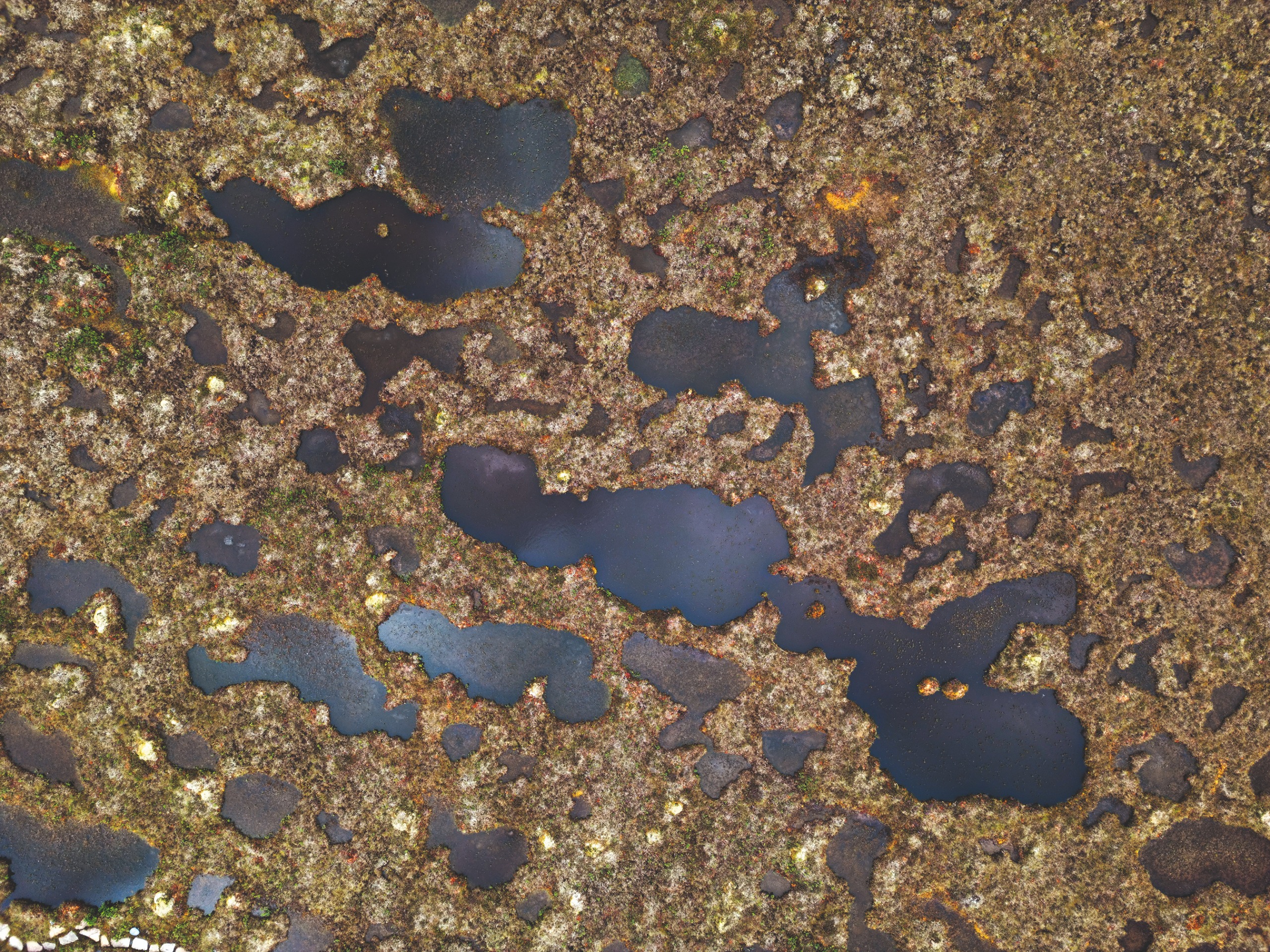 Bog land