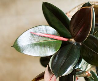 Glossy burgundy ficus rubber plant