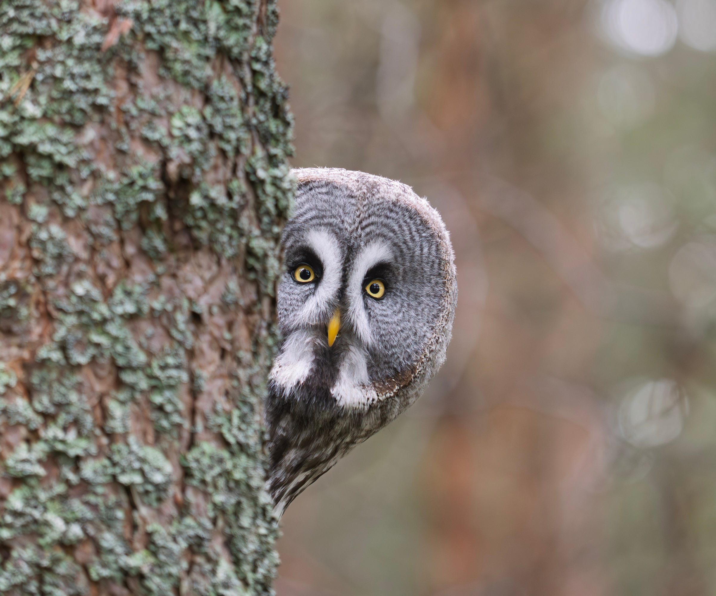 A Great Grey Owl (Strix nebulosa) looking out from behind a tree.
