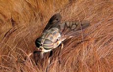 HorseFly.jpg