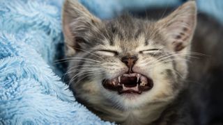 Do kittens lose their teeth? 