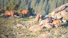 The first sighting of this bull with the tire around its neck was from wildlife officer Jared Lamb in July 2019 during a wildlife survey.