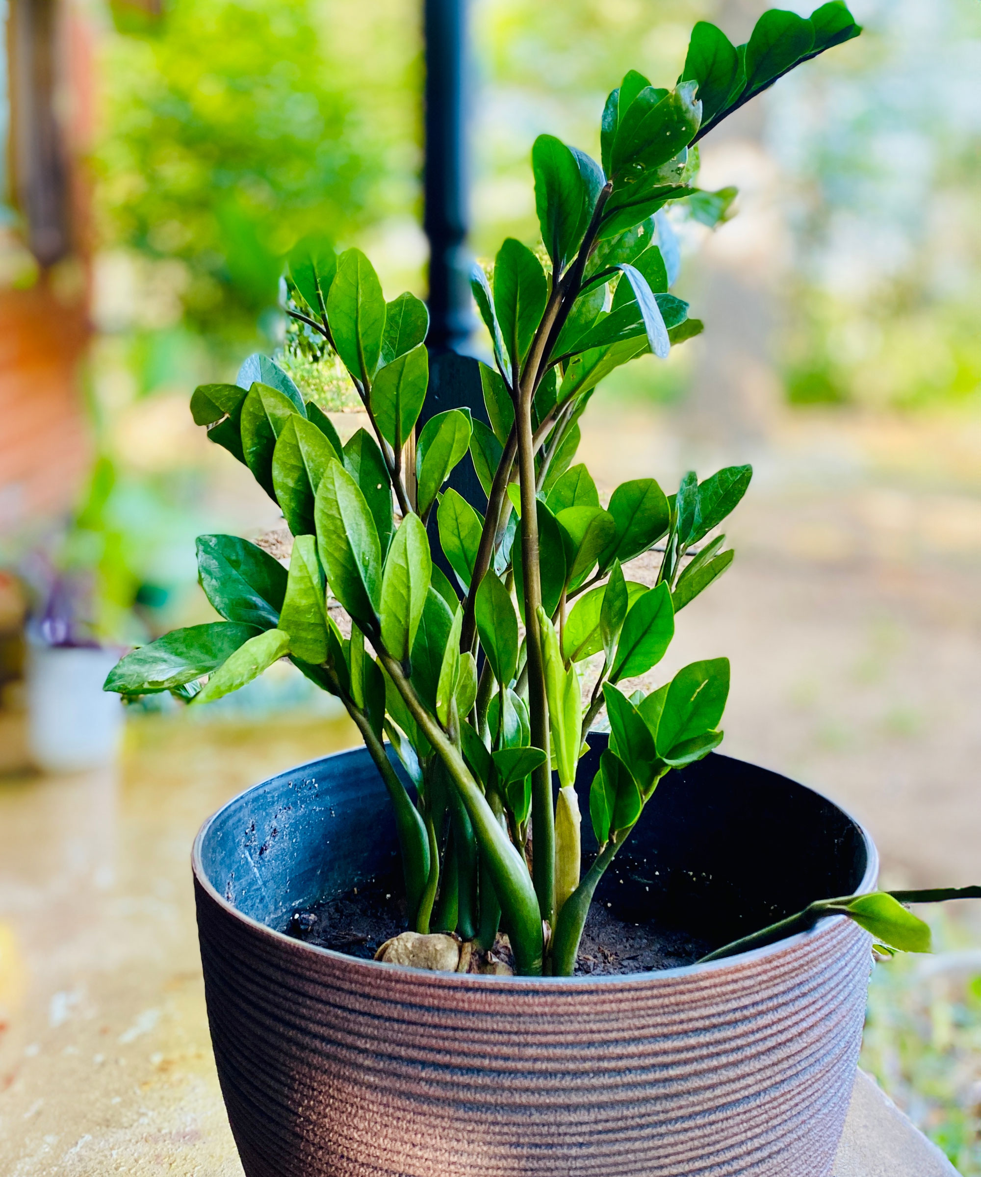 zz plant in large brown container near window