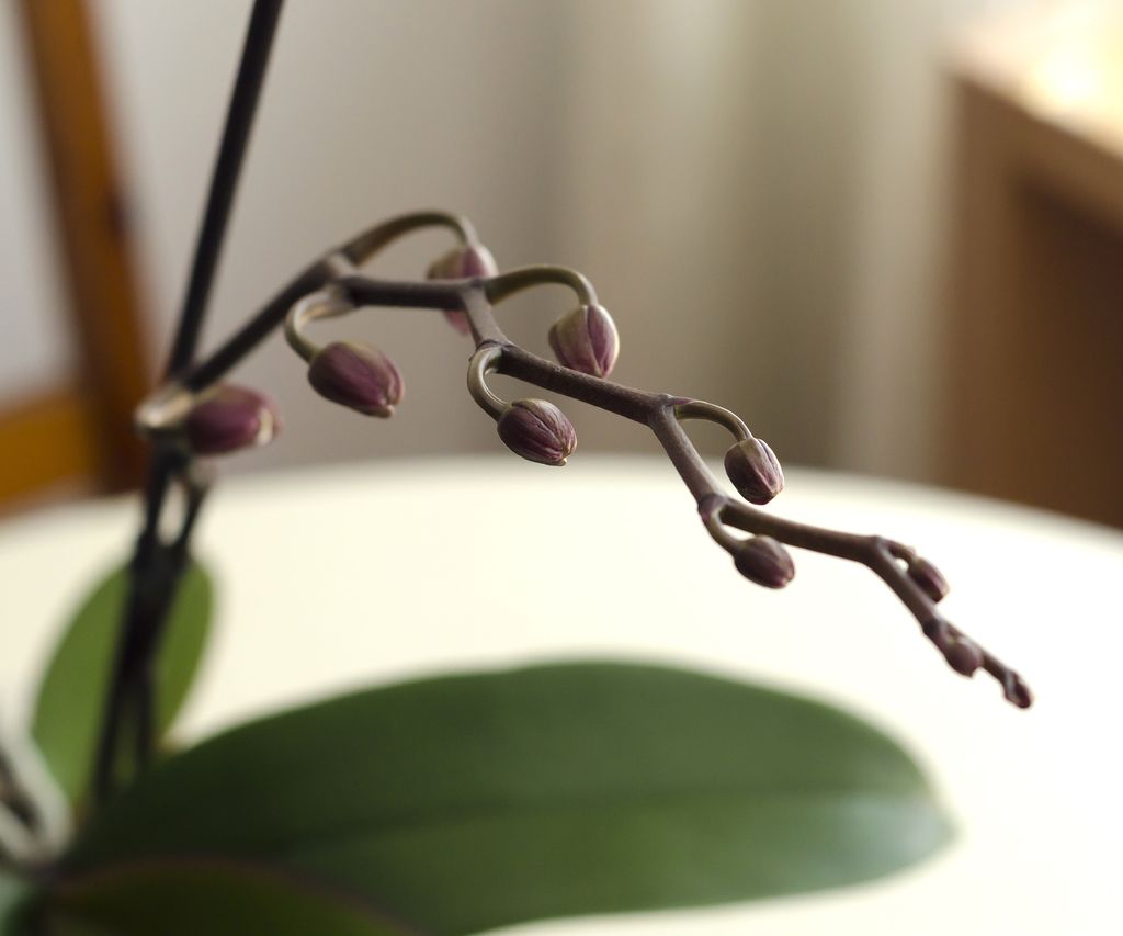 Why are my orchid flowers falling off? Expert advice Homes & Gardens