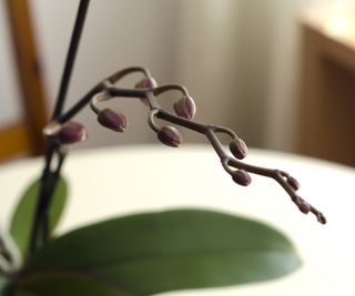 Close up of orchid buds before flowering
