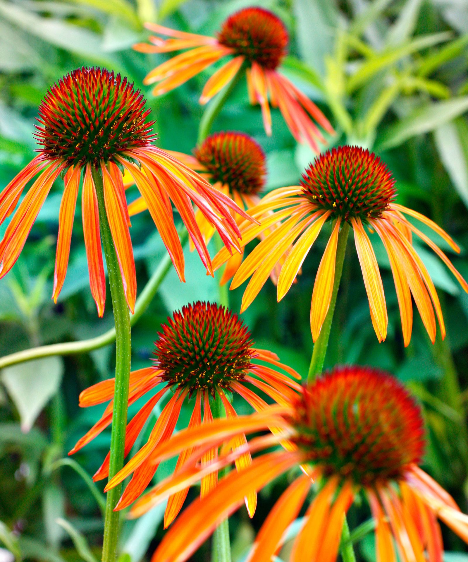 Best coneflower varieties 15 charming echinaceas for summer Homes