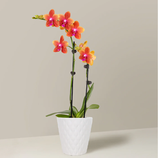 a red-orange petite sunrise orchid in a white ceramic pot indoors against a beige wall