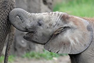 Kalina, an African elephant, with her mother Kubwa.