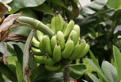 plantain fruit