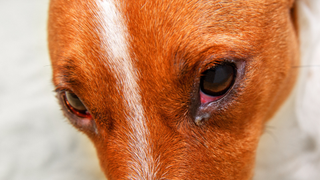 Red and white dog with red eye eyes and discharge