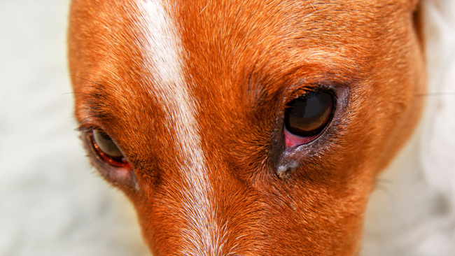 Eye discharge in dogs: Types, causes and treatment, according to a vet | PetsRadar