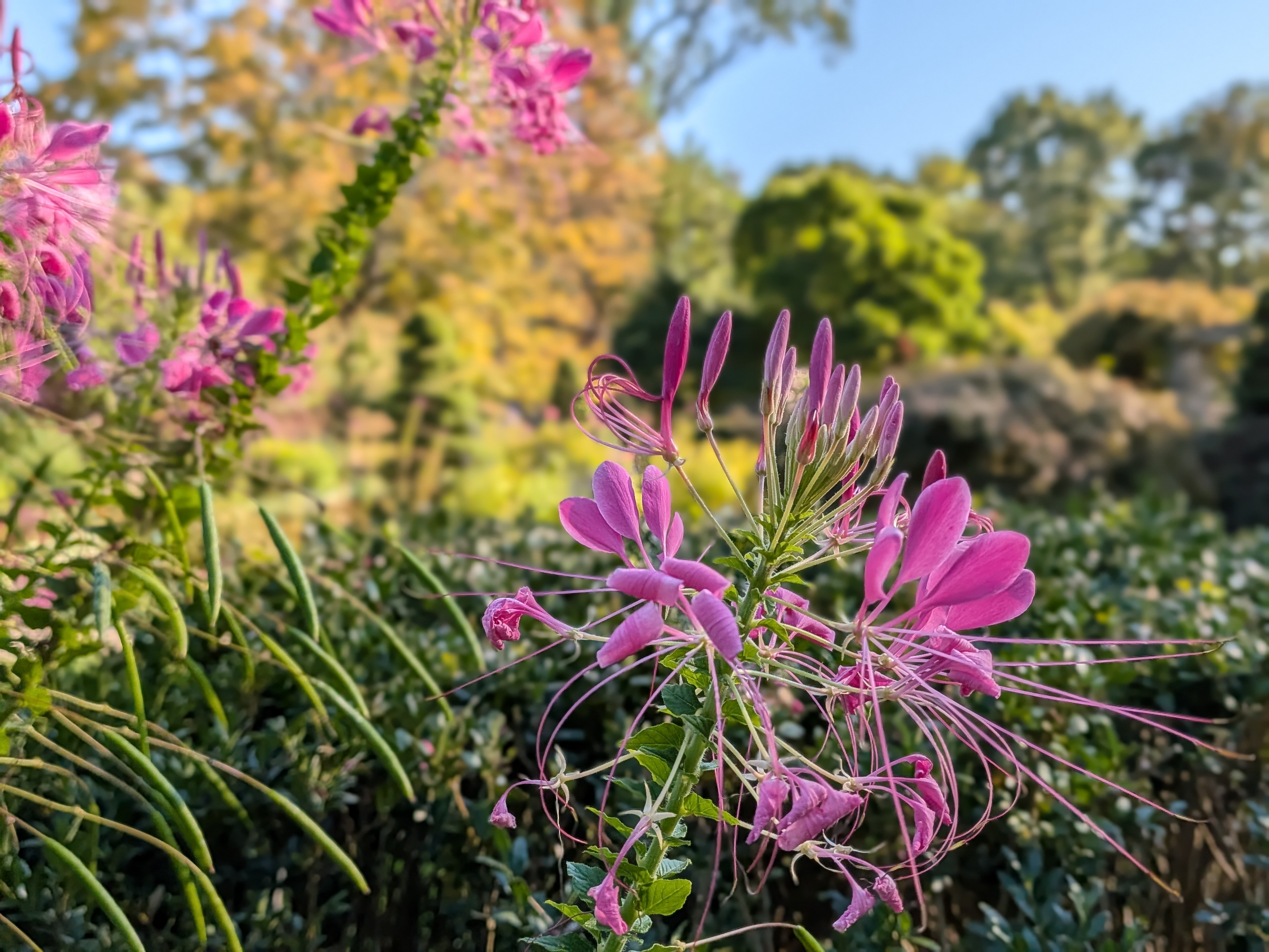 Google Pixel 10 Pro Fold camera sample of a flower in portrait mode