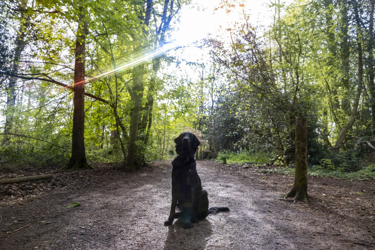 An example shot using the Kenko Anamorflare rainbow filter
