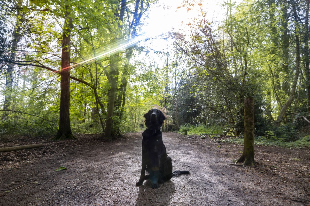 An example shot using the Kenko Anamorflare rainbow filter