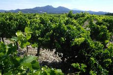 vacqueyras vineyards, rhone, jefford