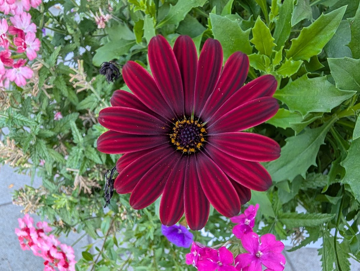 Google Pixel 9 Pro XL macro sample.