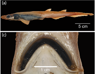 A closeup of the skinless shark&#039;s body and toothless mouth