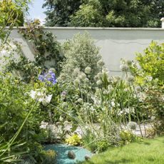 A flowerbed beside a white wall, with mature shrubs, and alliums and agapanthus flowers. A former sloping garden, redesigned and terraced cottage garden in a village in Dorset, home of Judith and Michael Rust.