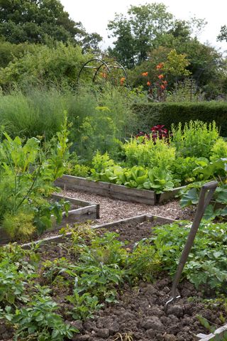 9 fabulous edibles for kitchen garden with container gardening