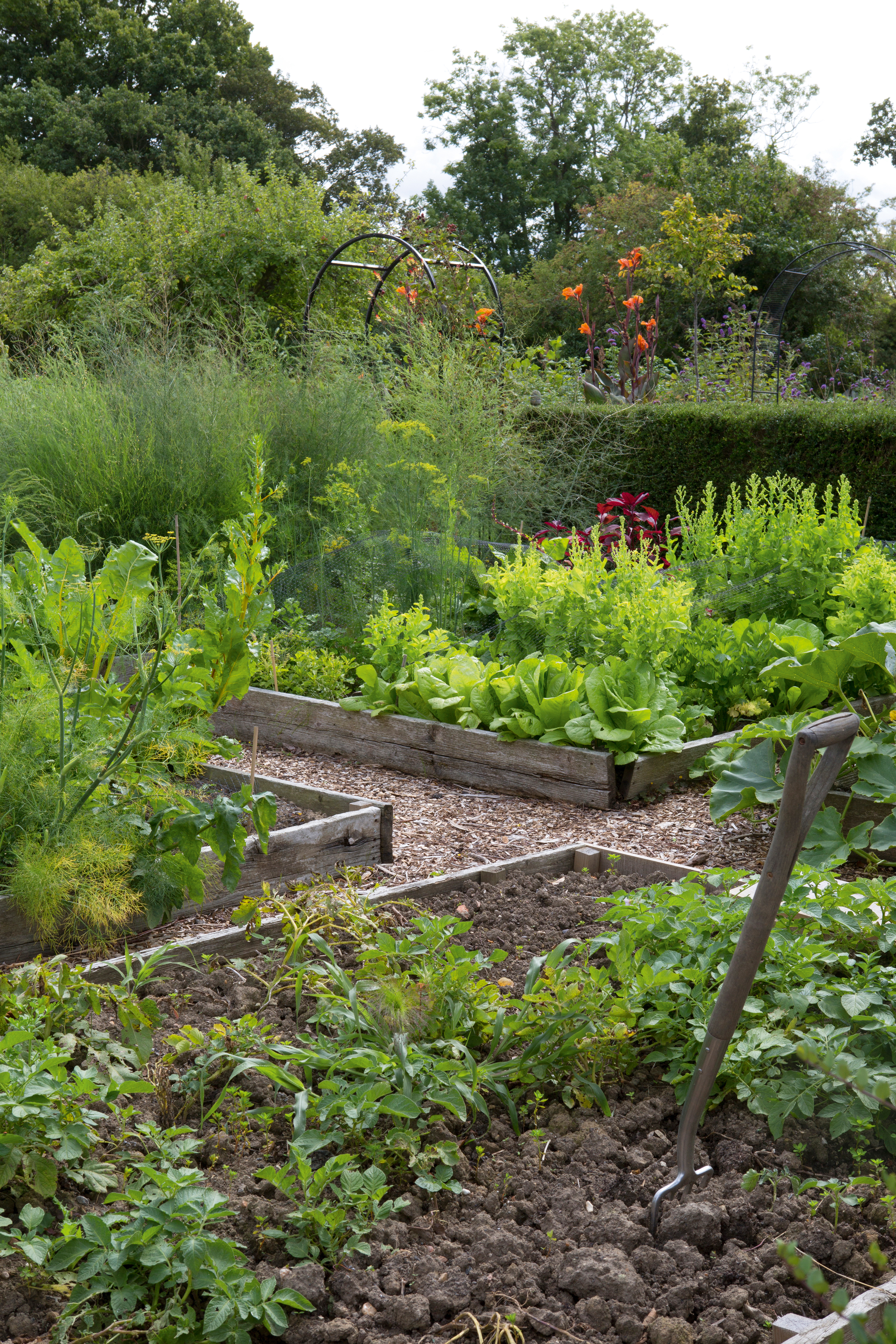 garden fork in a kitchen garden