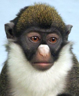 Cercopithecus petaurista guenon monkey