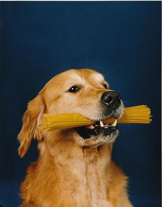 Dog with spaghetti