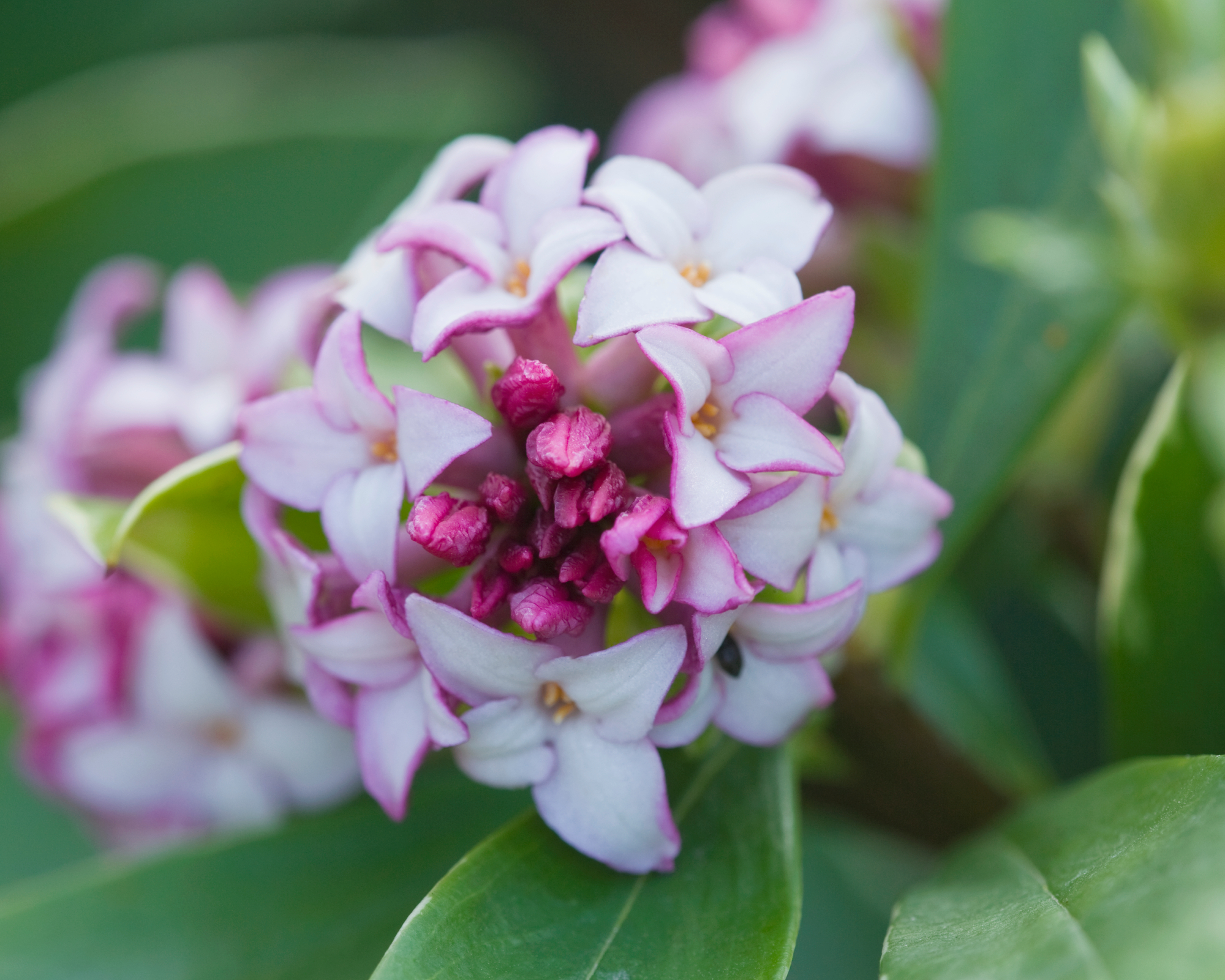 daphne odora flower