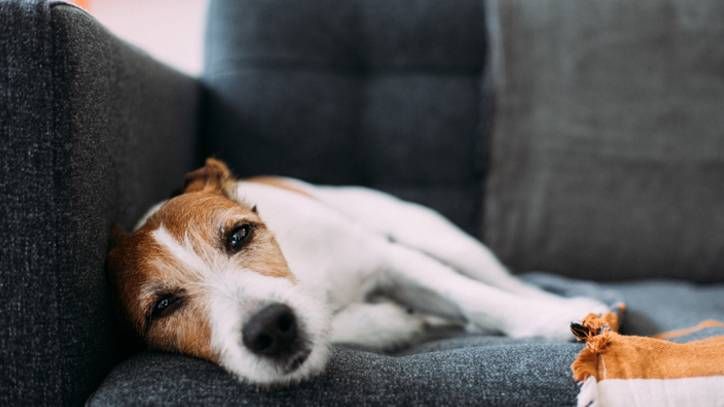 Dog lying on sofa at home