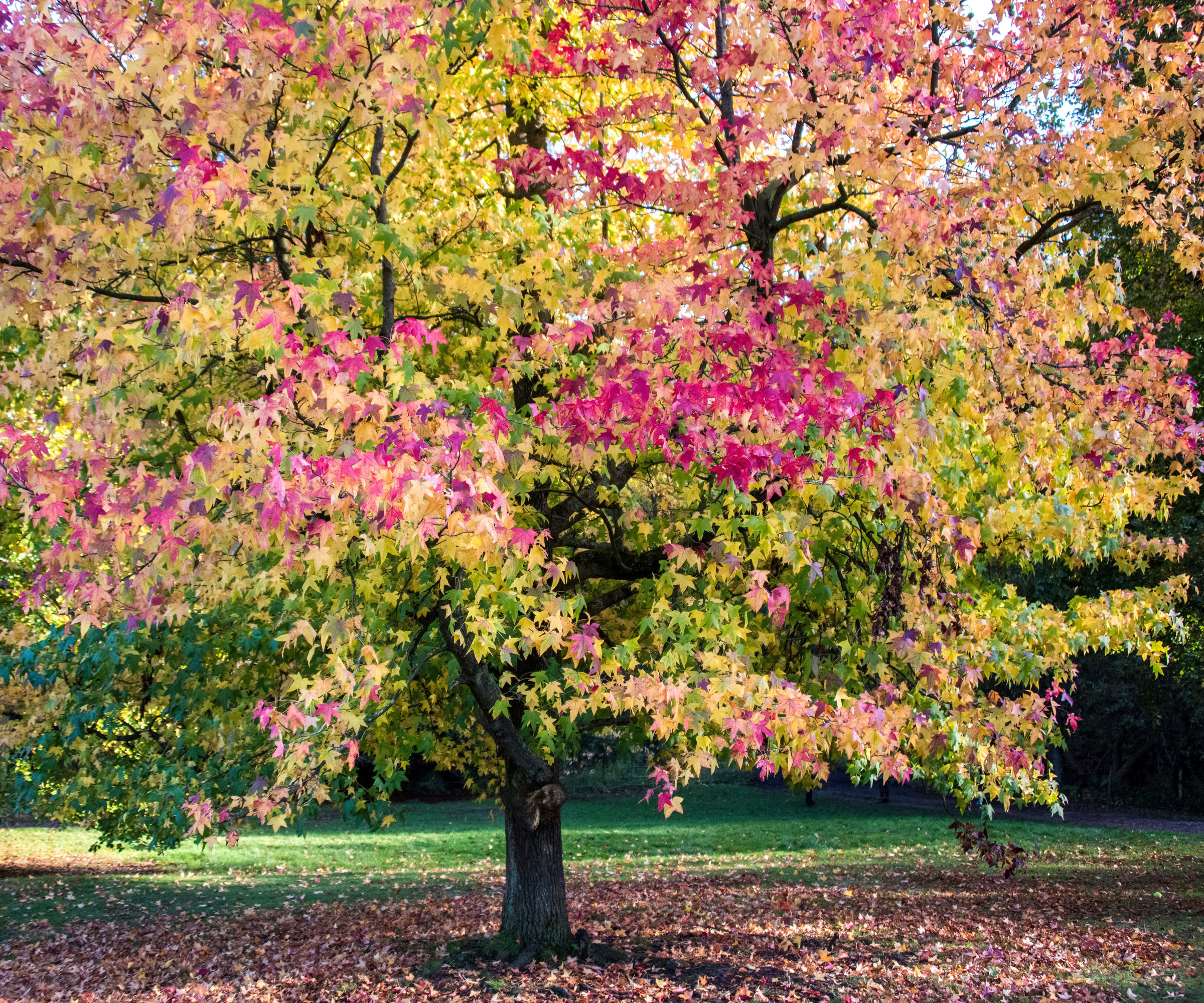 sweet gum tree with green and pink foliage