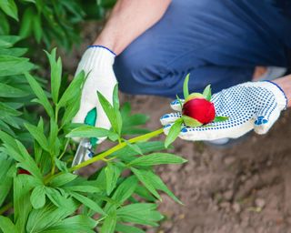 Pruning peonies for cut flowers