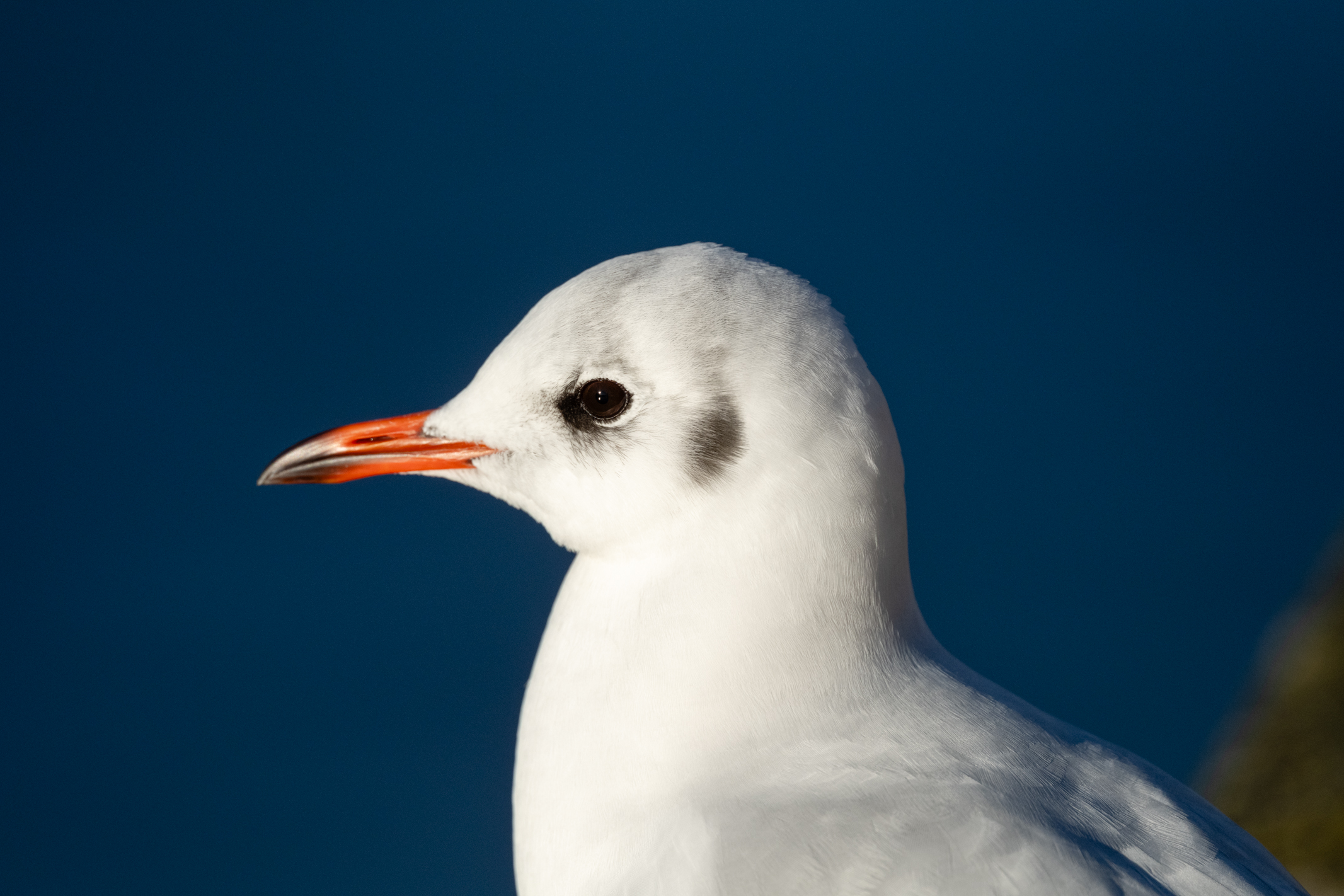 Close-up of a gull's head taken with a Nikkor Z 600mm f/6.3 VR S
