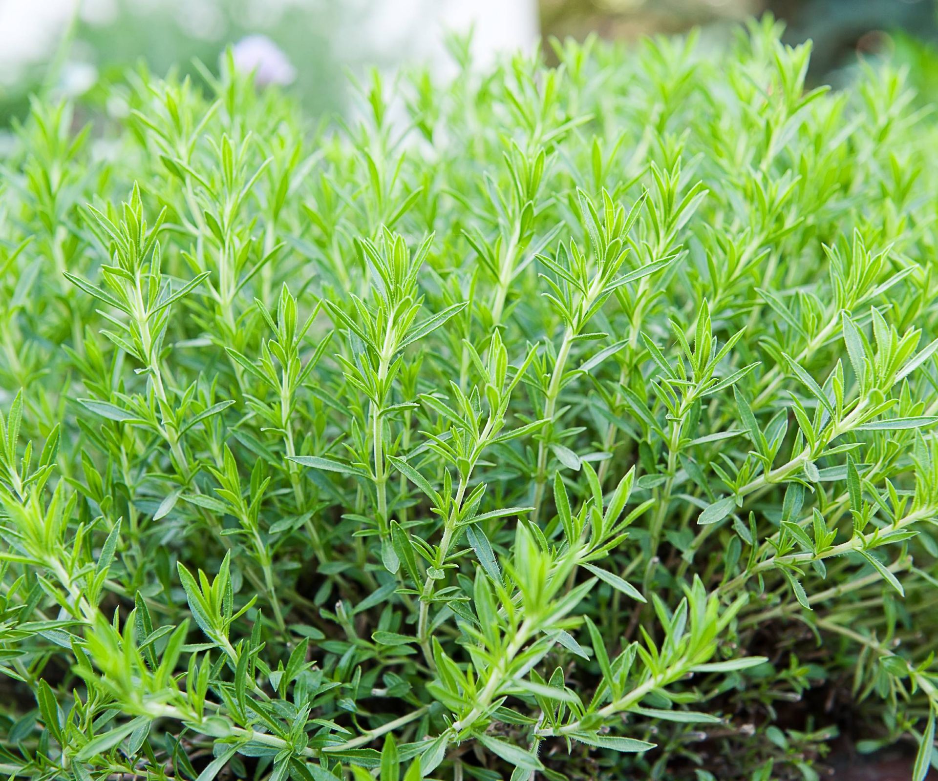 Tarragon plant