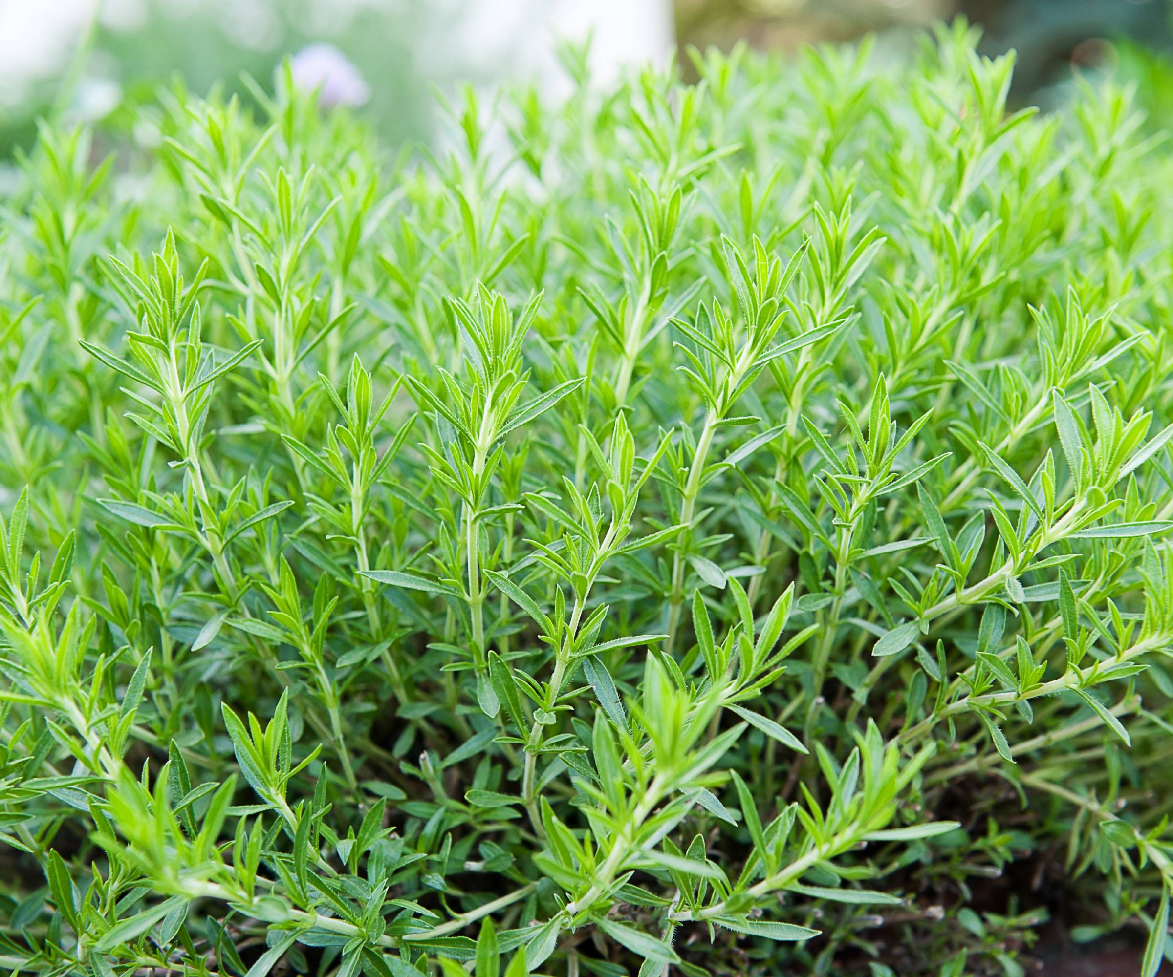 Tarragon plant