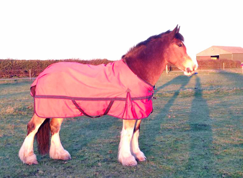 hovis-in-sheet.jpg