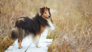 Shetland Sheepdog