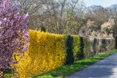 Neapolitan colours: a mixed hedge of flowering shrubs, including yellow Forsythia x intermedia and the white blossom of Prunus spinosa. Credit: Marianne Majerus