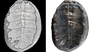 Left hand side shows a drawing of the turtle's ribs and backbone superimposed onto the oval shaped fossil. Right hand shows the fossil without the drawing ontop.