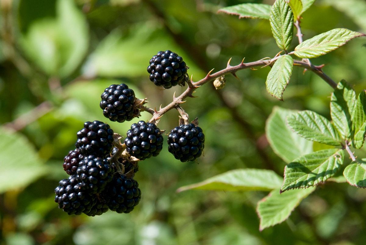Blackberry Propagation: Growing Blackberries From Cuttings | Gardening ...