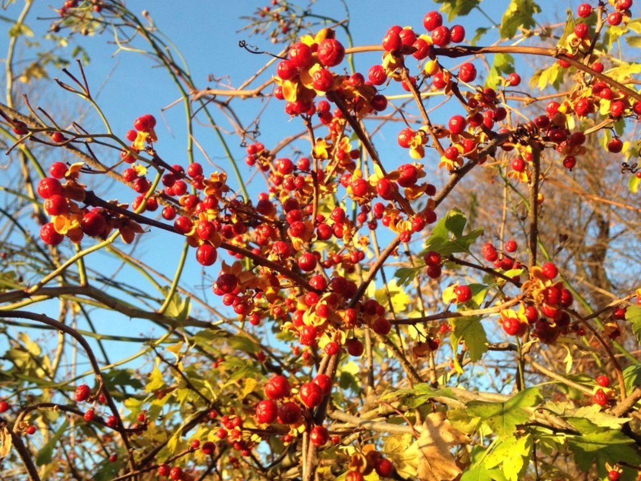 Oriental Bittersweet Vines With Red Berries