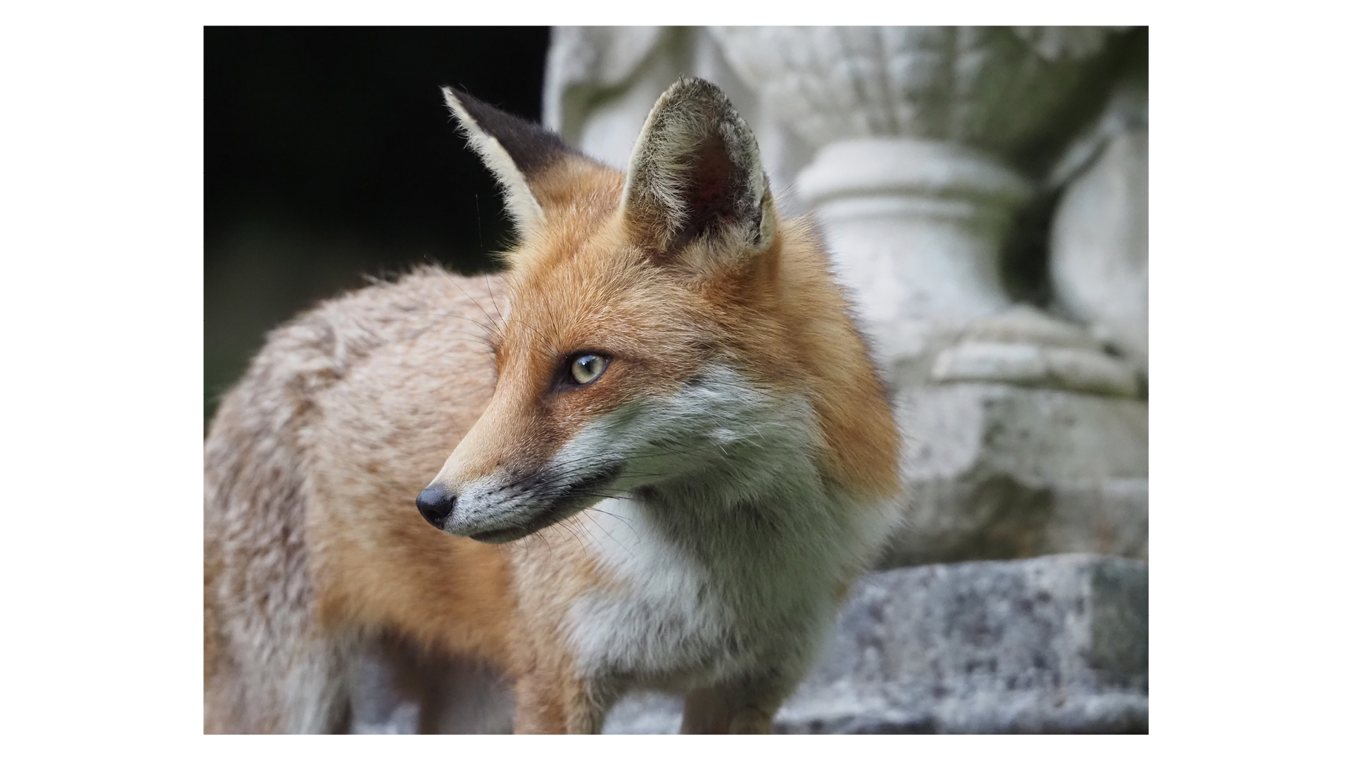 Photograph by Eilan (age 11) of a fox &amp;ndash; a finalist in The Week Junior Science+Nature magazine&#039;s Scavenger Hunt Photo Contest 2025