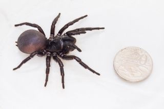 The relatively large funnel-web spider is about 2 inches, or 50 millimeters, long.