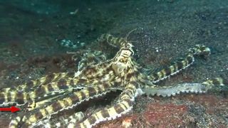 The jawfish (red arrow) mimics an octopus that mimics fish.