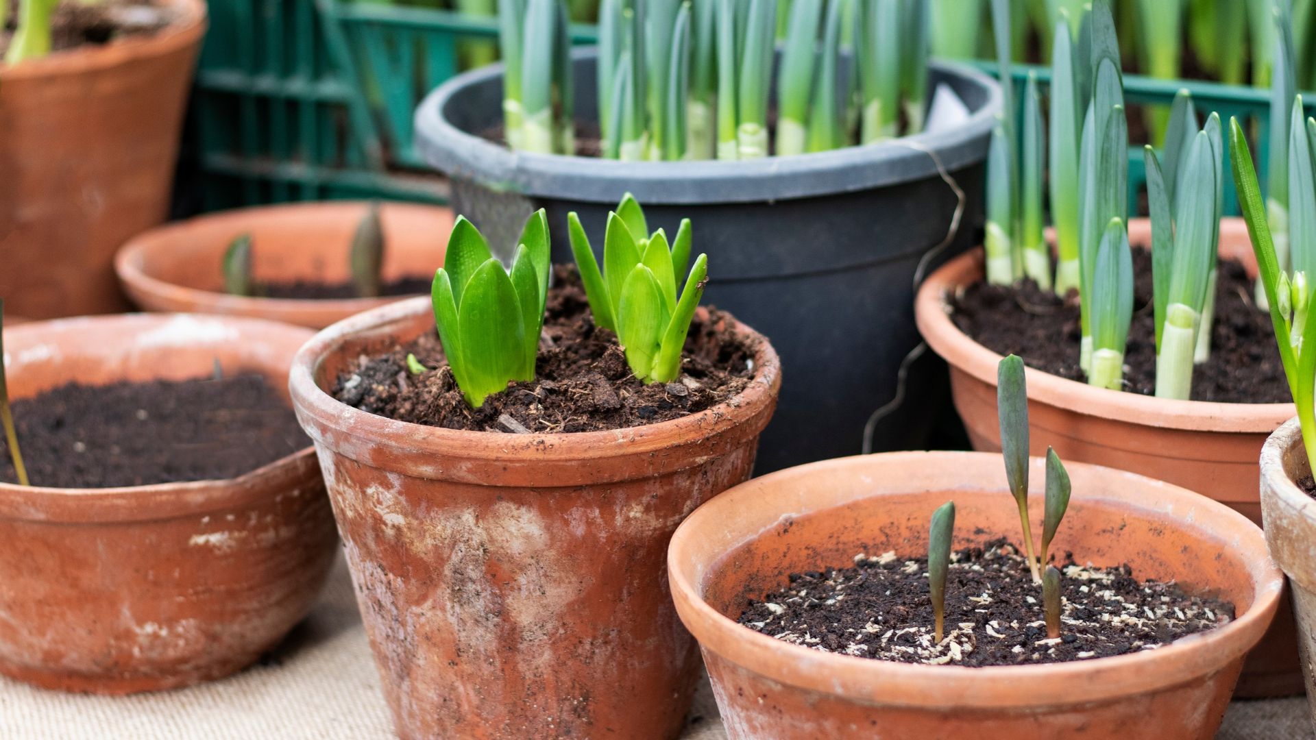 picture of spring plants growing in pots in garden