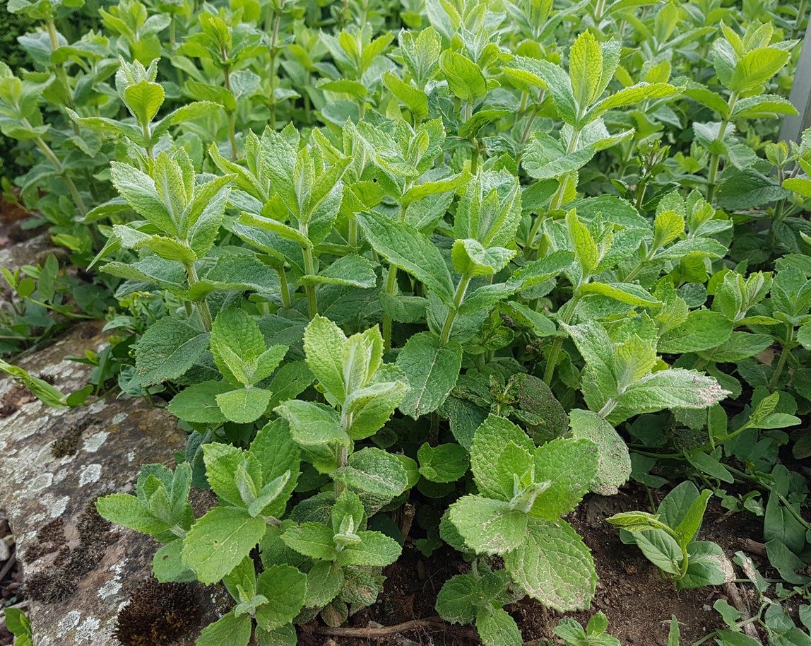 Apple Mint Plants