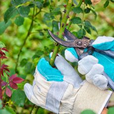 taking rose cuttings from a bush using secateurs